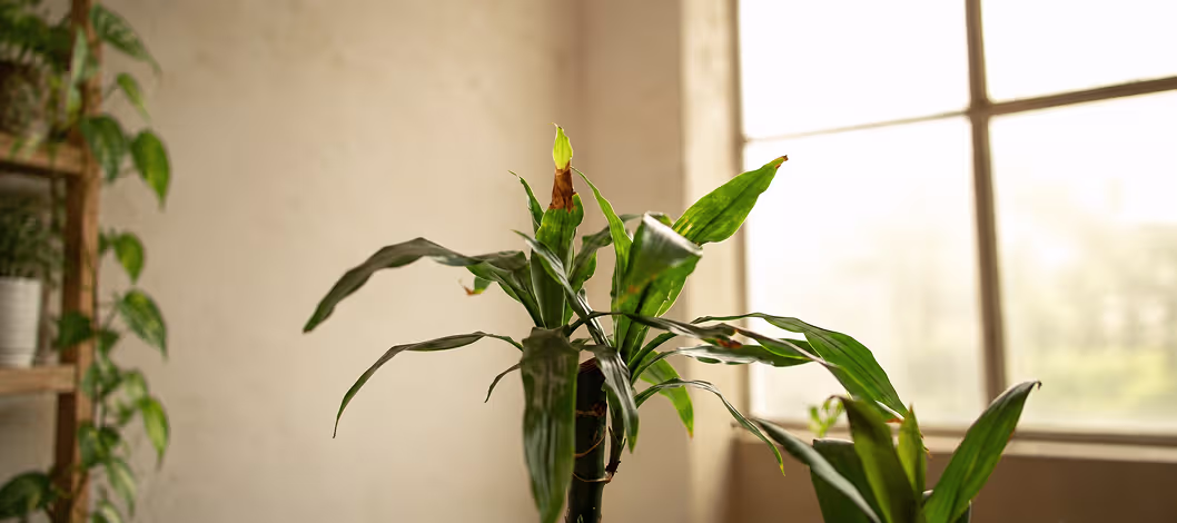 Indoor House Plants 101 Workshop at Plant Doctor