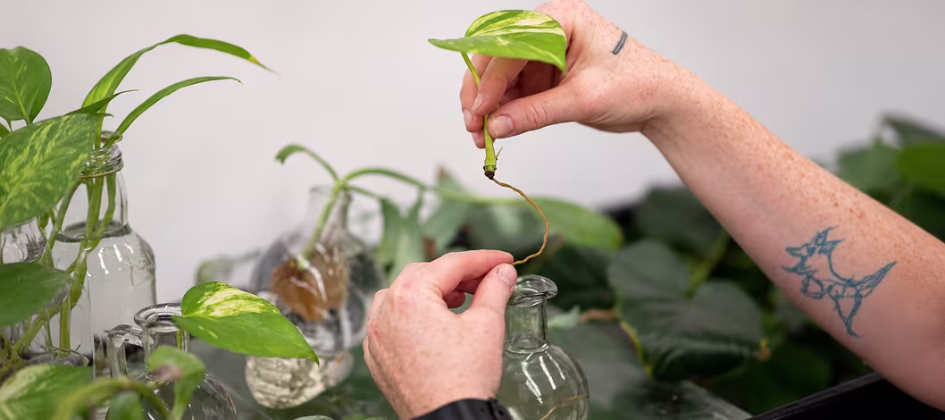 Indoor House Plants 101 Workshop at Plant Doctor